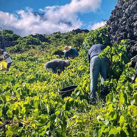 Welcome To Casa Fitz With Ocean Views And Air Conditioning Santa Luzia (Sao Roque do Pico)