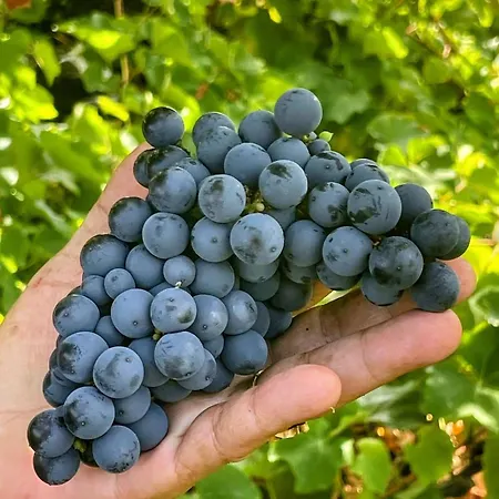 Welcome To Casa Fitz With Ocean Views And Air Conditioning Casa de Férias *