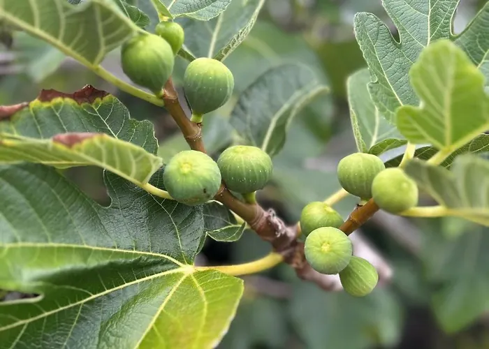 Nyaraló Welcome To Casa Fitz With Ocean Views And Air Conditioning Santa Luzia