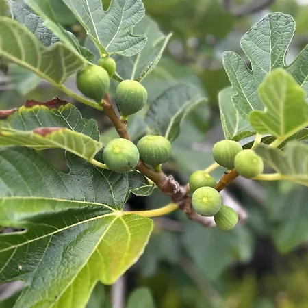 Prázdninový dům Welcome To Casa Fitz With Ocean Views And Air Conditioning Santa Luzia (Sao Roque do Pico)
