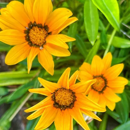 Welcome To Casa Fitz With Ocean Views And Air Conditioning * Santa Luzia (Sao Roque do Pico)